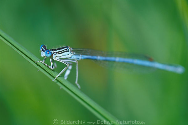 Libelle blaue Azurjungfer an Grashalm