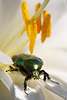 807071_ Rosenkäfer Insekt Makrofoto, grüner Käfer Tierbild in weissen Blumenblüte kriechen
