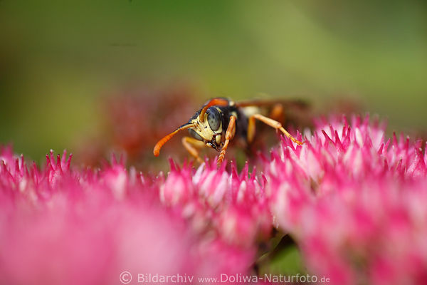 Wespen-Kopf Mundwerkzeug Fühler Insekt Augen Rosablüte krabbeln