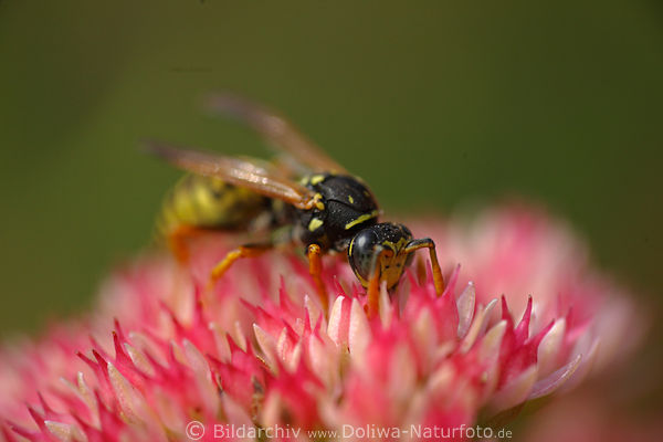 Wespe schwarz-gelb Insekt in Fetthenne Rosablüte stöbert