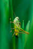 Warzenbeißer Makrofoto Decticus verrucivorus große Heuschrecke Tierportrait am grünen Grashalm