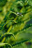 Hufeisen Azurjungfer Libelle Naturfoto sitzend in Farnstrukturen, Insekt auf Blatt-Treppchen