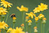 Hummel Bombus pratorum Insekt Foto auf Gelbblüte Wildblumenfeld Naturbild