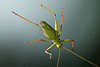 1104568_Heuschrecke grünes Tierchen ausgebreitete Pfoten krabbel-Füsschen Makro-Portrait am Himmel