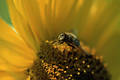 2776_Schwebefliege Eristalis tenax oder Mistbiene genannt Nektarsuche in Sonnenblume Insekt-Bild