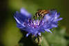 707617_Schwebefliege Makrofoto auf blauen Kornblumeblüte stöbern, Insekt fliegendes Tierchen Fliegenart