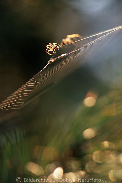 SpinnenPaar Spider Tiere auf Verfolgungsjagd im Garnnetz