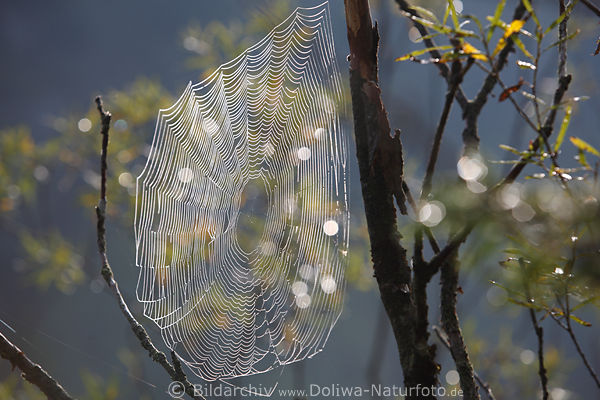 Spinnengarn Fangnetz auf Strauchzweigen in Gegenlicht bei Morgentau
