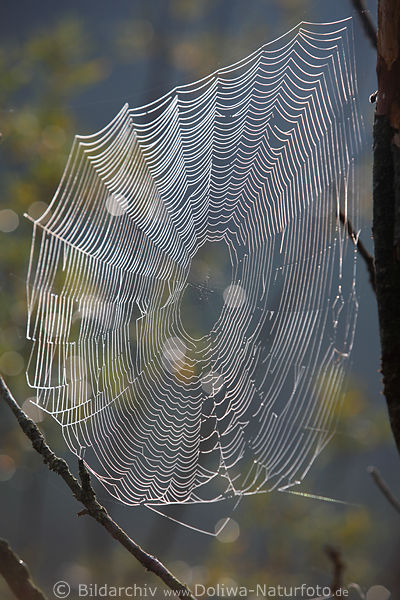 Spinnennetz Garn in Gegenlicht Spinnseide Faden in Tau