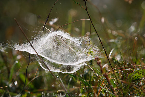 Spinnennetz Garnkugel rund doppelschichtig Garnnetz auf Gras