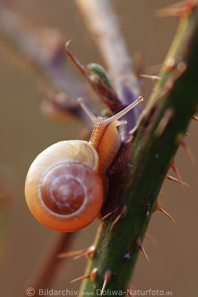 Weinbergschnecke Helix pomatia kriechend auf Stachelpflanze