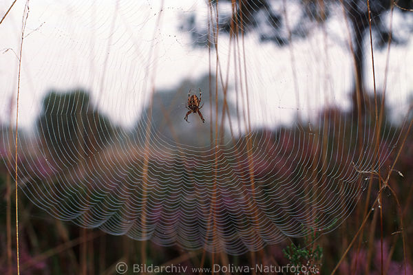 Spinne in Spinnseide Netz Garn Spinnfaden vor Heidekraut