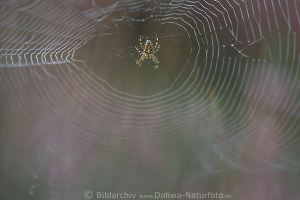 Spinne in Spinnseide Garnseide der Spinnennetzes