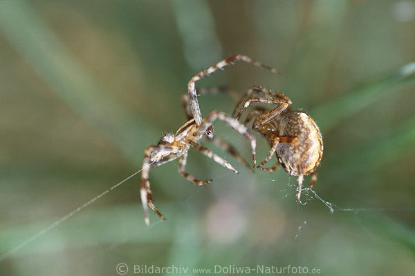 Kämpfende Spinnen Duell im Garn