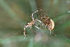0952_ Kämpfende Spinnen Foto Spinnenkampf, Spinnenpaar Duell im Garn Tierfoto vor Pflanzenstern