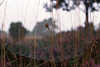 2756_Spinne mit Netz vor blühender Heide