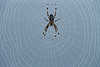 2780_ Spinnennetz Strukturen Foto mit Spinne in Spinnfäden, Spinnentier im Garn nass in Morgentau Bild spider in cobweb picture