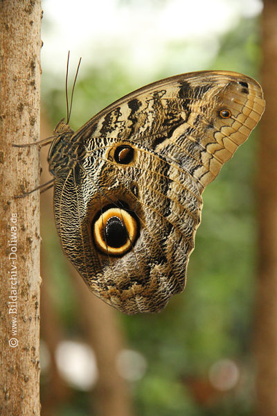 Caligo eurilochus Bananenfalter Schmetterling am Baum senkrecht