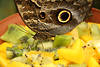 Bananenfalter Schmetterling Fühler bestöbern Kiwi Früchtenstücke in Foto