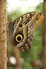 Caligo eurilochus Bananenfalter Großfoto Schmetterling am Baum senkrecht gelb-grau Flügel Tierporträt