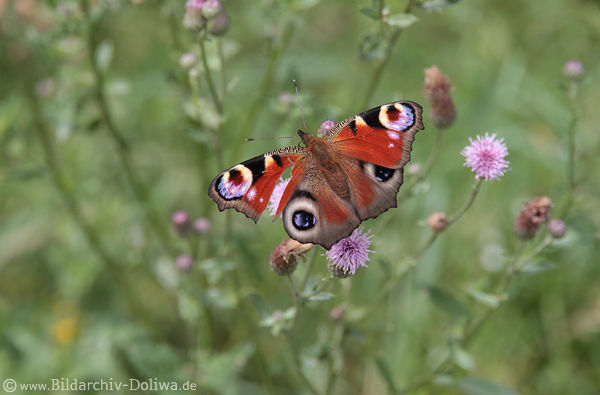 Schmetterling rötliches Falter mit 4 Augen im Farbkleid Inachis io Tagpfauenauge Naturbild