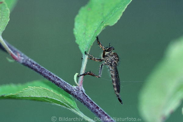 Raubfliege schwarze Diptera am Blattstengel