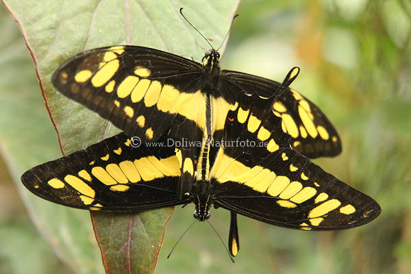 Ritterfalter Paarung der Schmetterlinge Papilio thoas gelb-schwarz Falter
