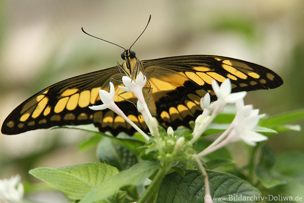 Ritterfalter Schmetterling Blumenstöber Kopf Fühler gelbschwarz Flügeltier