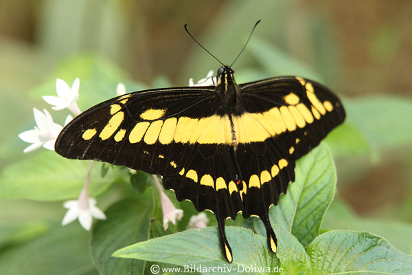 Ritterfalter Papilio thoas gelbschwarz Schmetterling ähnelt Schwalbenschwanz