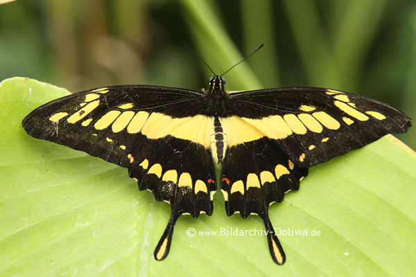 Ritterfalter Flügelbreite Foto Schmetterling gelbschwarz Flügelzeichnung