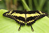 Ritterfalter Flügelbreite Foto Schmetterling gelbschwarz Flügelzeichnung ähnlich Schwalbenschwanz