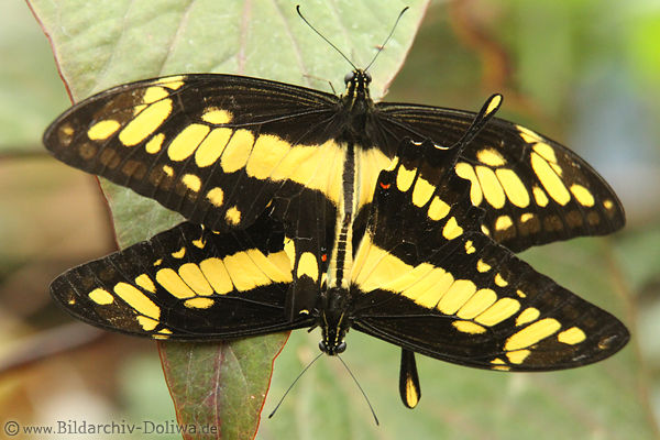Ritterfalter Schmetterlinge Papilio thoas gelbschwarz Flügel bei Paarung