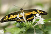 Ritterfalter Schmetterling Bild Kopf Fühler in Blume stöbern gelbschwarz Flügel Tierporträt