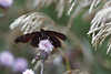 Tagpfauenauge Inachis io Schmetterling Foto, Falter stöbert in Ackerkratzdistel