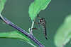Raubfliege Foto schwarze Diptera Fliege am Blattstengel geklammert