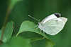 Kleiner Kohlweißling Makrobild Pieris rapae weiß Falter Tierfoto Schmetterling