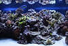 707023_ Aquarium Foto Heimaquarien Ausschnitt Korallenriffe Polypen Nesseltiere+Aquarienfische
