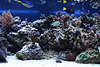 707030  Aquarienfische & Korallen mit Tentakel, Tiere in Kalkskelett als Schutz im Heimaquarium Bild