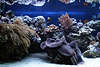 707043  Mörder-, Riesenmuschel Tridacna squamosa vor Korallenwelt in Aquarium Bild, Polypen Nesseltiere