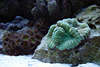 707100  Großpolypige Steinkoralle grün Polyp Lebewesen in Aquarium Riff