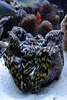 707114  Riesenmuschel Tridacna derasa Weichtier Muschel, Mördermuschel  vor Aquarienfischen im Aquarium Foto