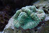 707099  Grüne Koralle Großpolypige Steinkoralle Polyp Lebewesen in Aquarium wie Schwamm auf Kalkriff