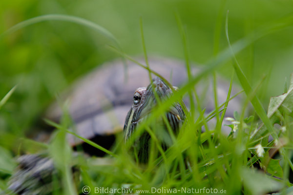 Schildkröte Auge Maul in Gras Versteckspiel