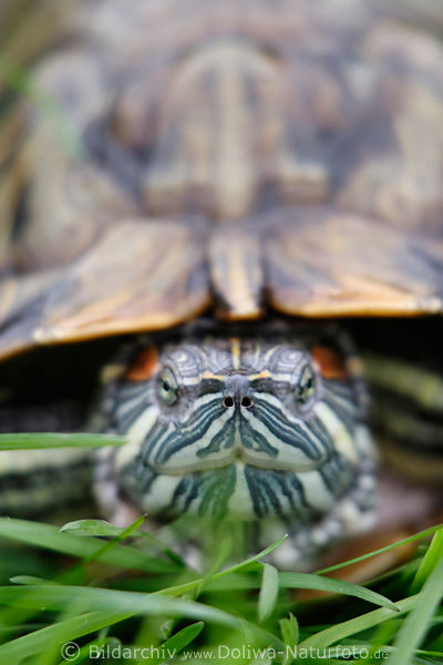 Teichschildkröte Kopf Nasenlöcher unter Knochenpanzer