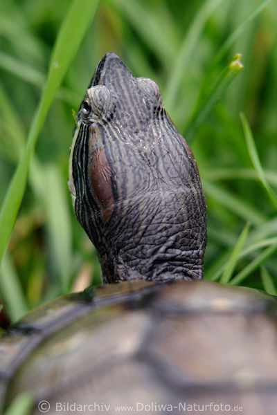 Sumpfschildkröte langer Kopf hinter Panzerschale