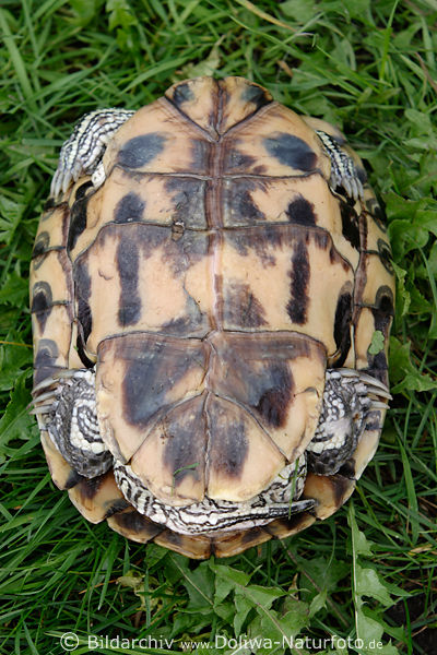 Schildkröte-Bauchschild Bauchpanzer von unten