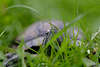 Sumpfschildkröte Versteckspiel Foto im Gras beobachtet, Schildkröte Auge & Maul