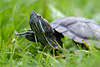 Schildkröte hebt Kralle Kopf über Gras kriechen mit Knochenplattenpanzer