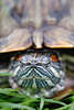 Europäische Sumpfschildkröte Teichschildkröte mit eingezogenem Kopf unter Panzer