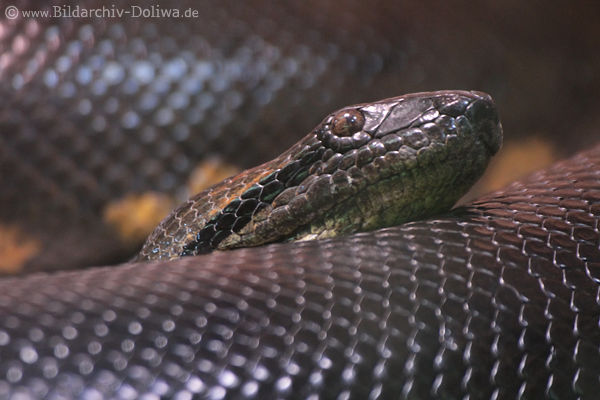 Anakonda Schlange Eunectes murinus Anaconda Photo grüne Riesenschlange Bild